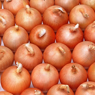 Fresh Onion