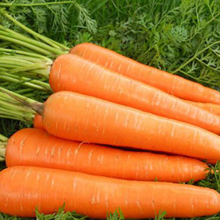 Сохранение свежести морковь