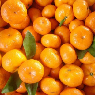 Fresh Mandarin orange