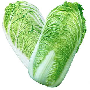 Fresh chinese Cabbage